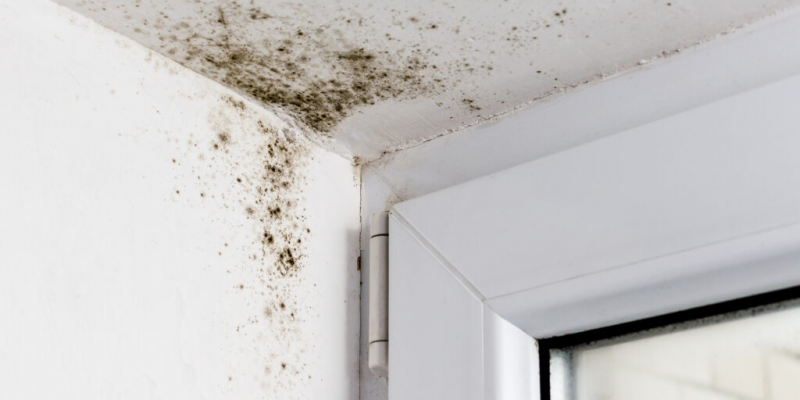 How To Stop Mold From Growing In Your Home? - Diy Home Repairs